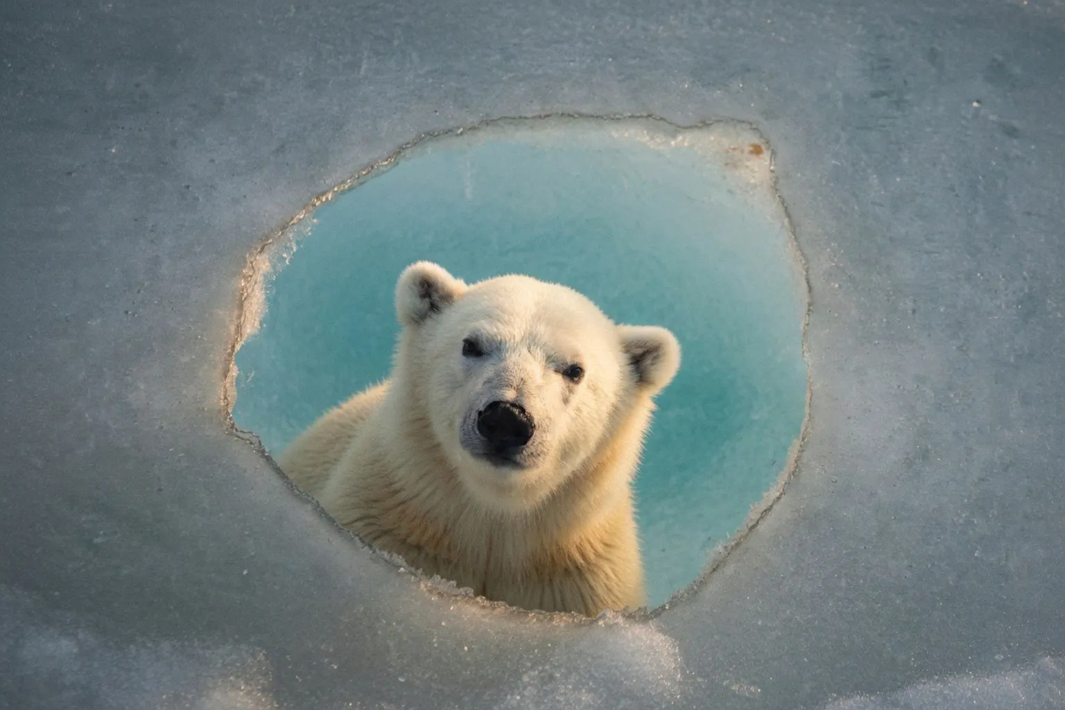 Wildlife Photographer of the Year 2026 : les leçons de patience des plus grands clichés