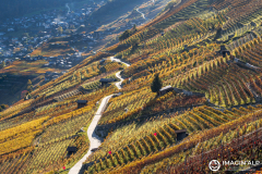 Photographie-nature-et-documentaire-a-La-Mure-Isere-Matheysine-Grenoble-Alpes-©-Brieuc-Coessens-124