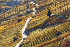 Photographie-nature-et-documentaire-a-La-Mure-Isere-Matheysine-Grenoble-Alpes-©-Brieuc-Coessens-125