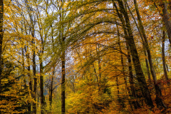 Paysages-de-Matheysine-©-Brieuc-Coessens-ImaginAlp_Photographe-realisation-video-drone-Alpes-Isere-163