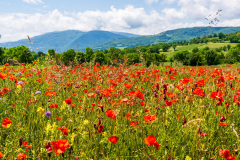 Paysages-de-Matheysine-©-Brieuc-Coessens-ImaginAlp_Photographe-realisation-video-drone-Alpes-Isere-57