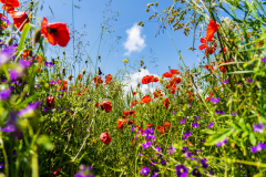 Paysages-de-Matheysine-©-Brieuc-Coessens-ImaginAlp_Photographe-realisation-video-drone-Alpes-Isere-58