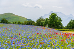 Paysages-de-Matheysine-©-Brieuc-Coessens-ImaginAlp_Photographe-realisation-video-drone-Alpes-Isere-63