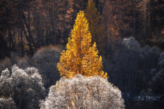 Photographie-nature-et-documentaire-a-La-Mure-Isere-Matheysine-Grenoble-Alpes-©-Brieuc-Coessens-118